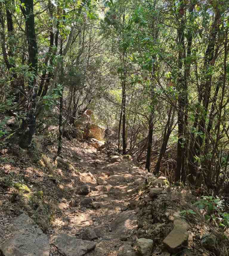 forêt de bonifatu